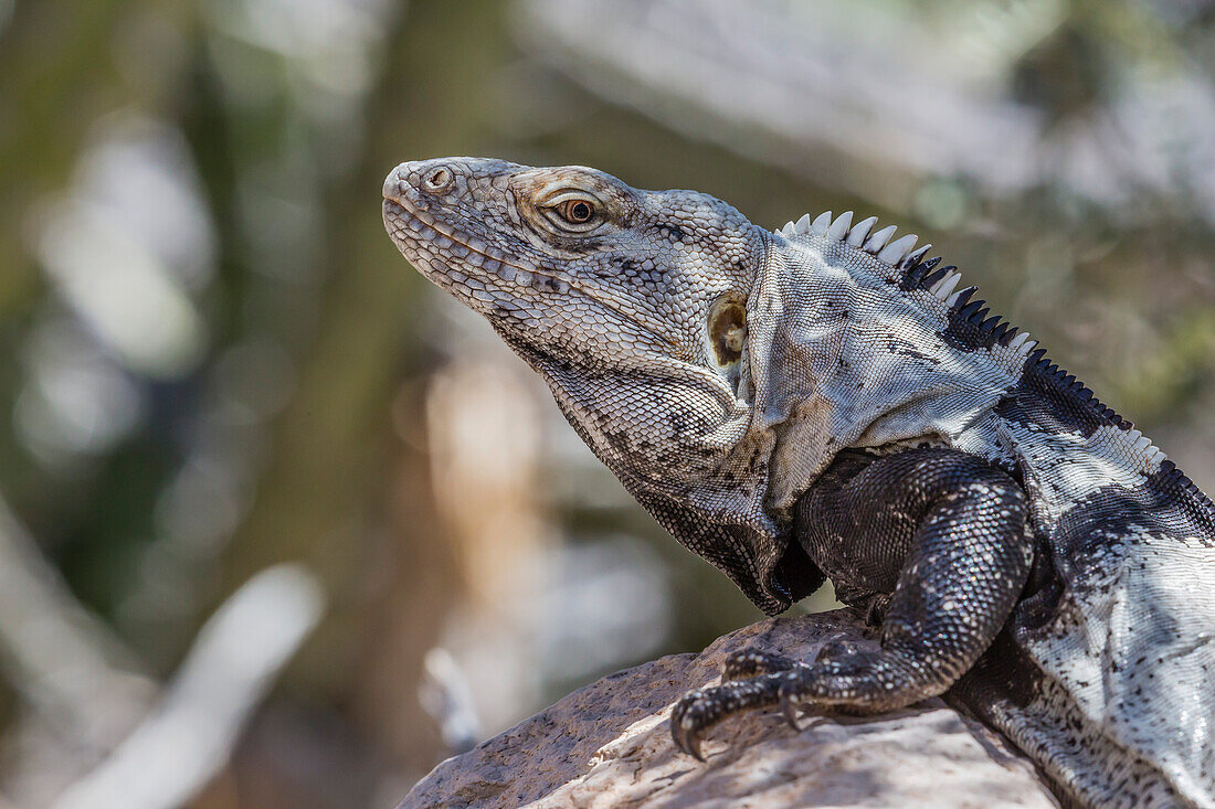 Head detail of an adult male spiny-tailed iguana Ctenosaura conspicuosa, on Isla San Esteban, Baja California, Mexico, North America