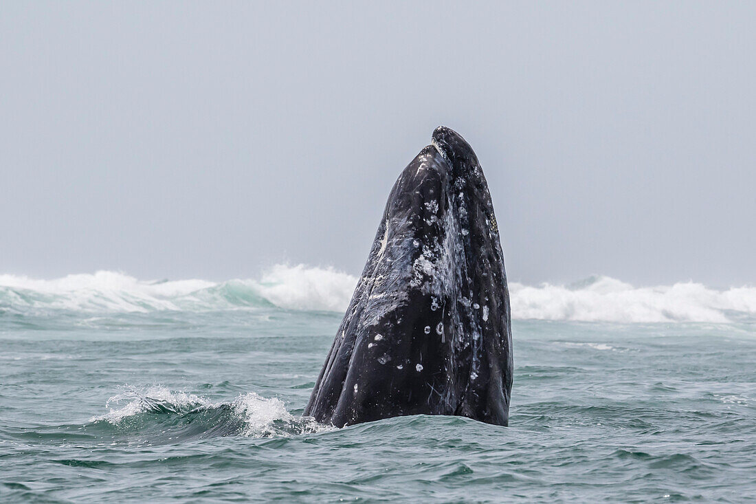 Adult California gray whale Eschrichtius robustus spy-hopping in San Ignacio Lagoon, Baja California Sur, Mexico, North America