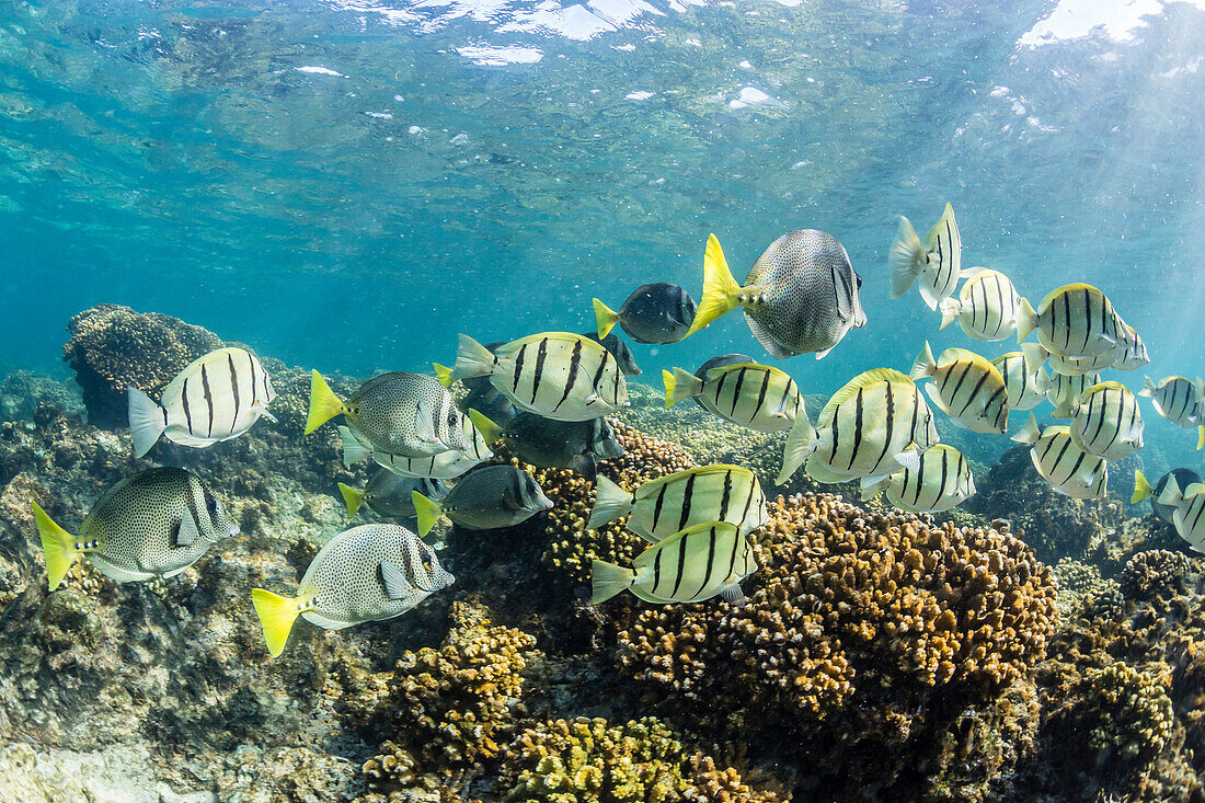A large school of convict tang Acanthurus triostegus on the only living reef in the Sea of Cortez, Cabo Pulmo, Baja California Sur, Mexico, North America