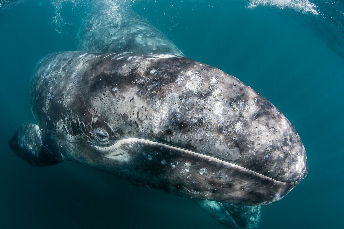 California gray whale Eschrichtius robustus mother and calf underwater in San Ignacio Lagoon, Baja California Sur, Mexico, North America