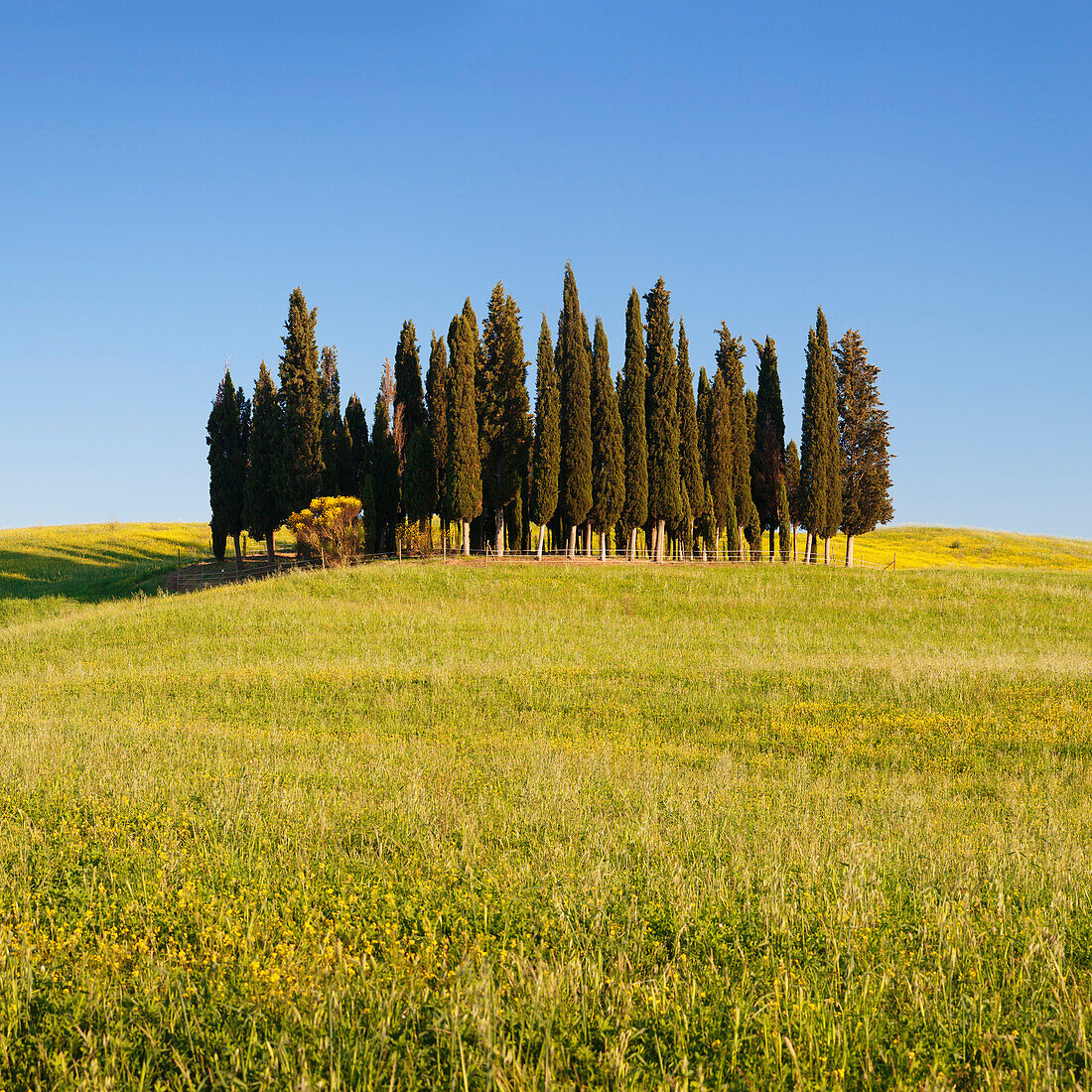 Group of cypress trees, near San Quirico, Val d'Orcia Orcia Valley, UNESCO World Heritage Site, Siena Province, Tuscany, Italy, Europe