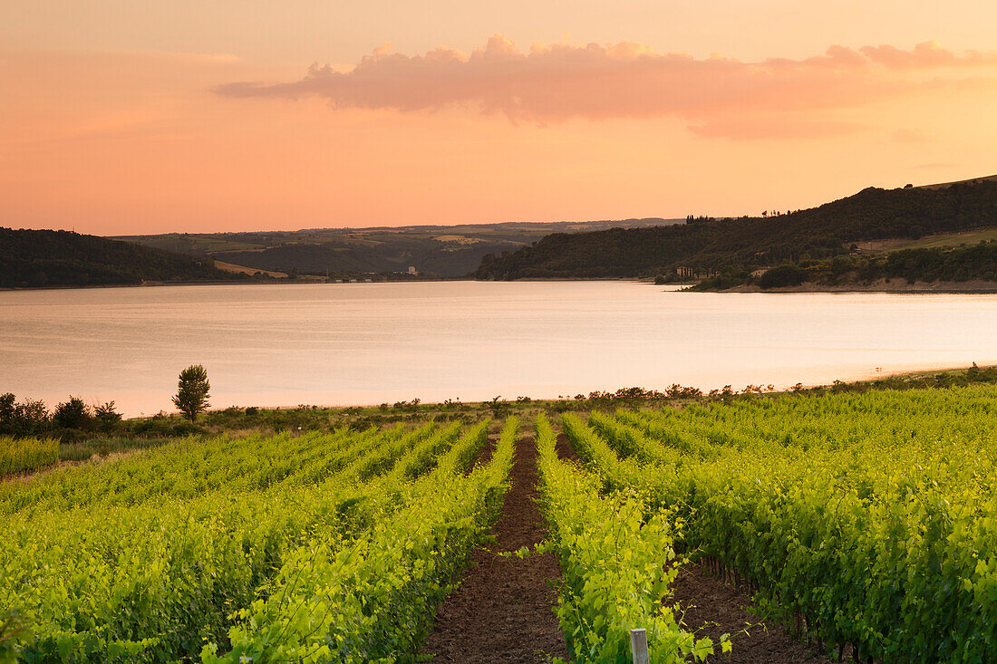 Vineyards at Lago di Corbara Lake at sunset, Perugia District, Umbria, Italy, Europe