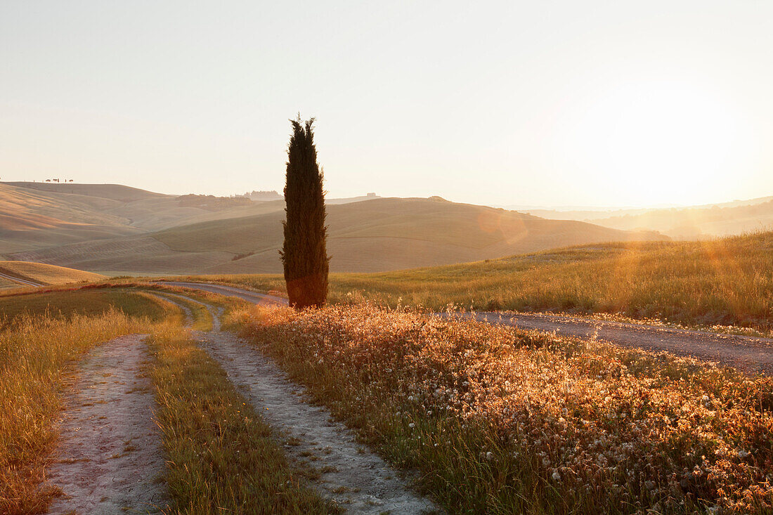 Tuscan landscape with cypress tree at sunrise, near San Quirico, Val d'Orcia Orcia Valley, UNESCO World Heritage Site, Siena Province, Tuscany, Italy, Europe