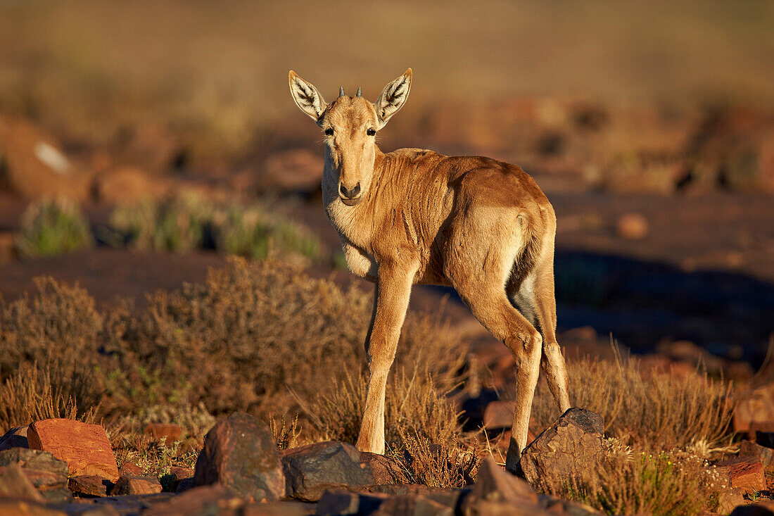 Red hartebeest Alcelaphus buselaphus calf, Karoo National Park, South Africa, Africa