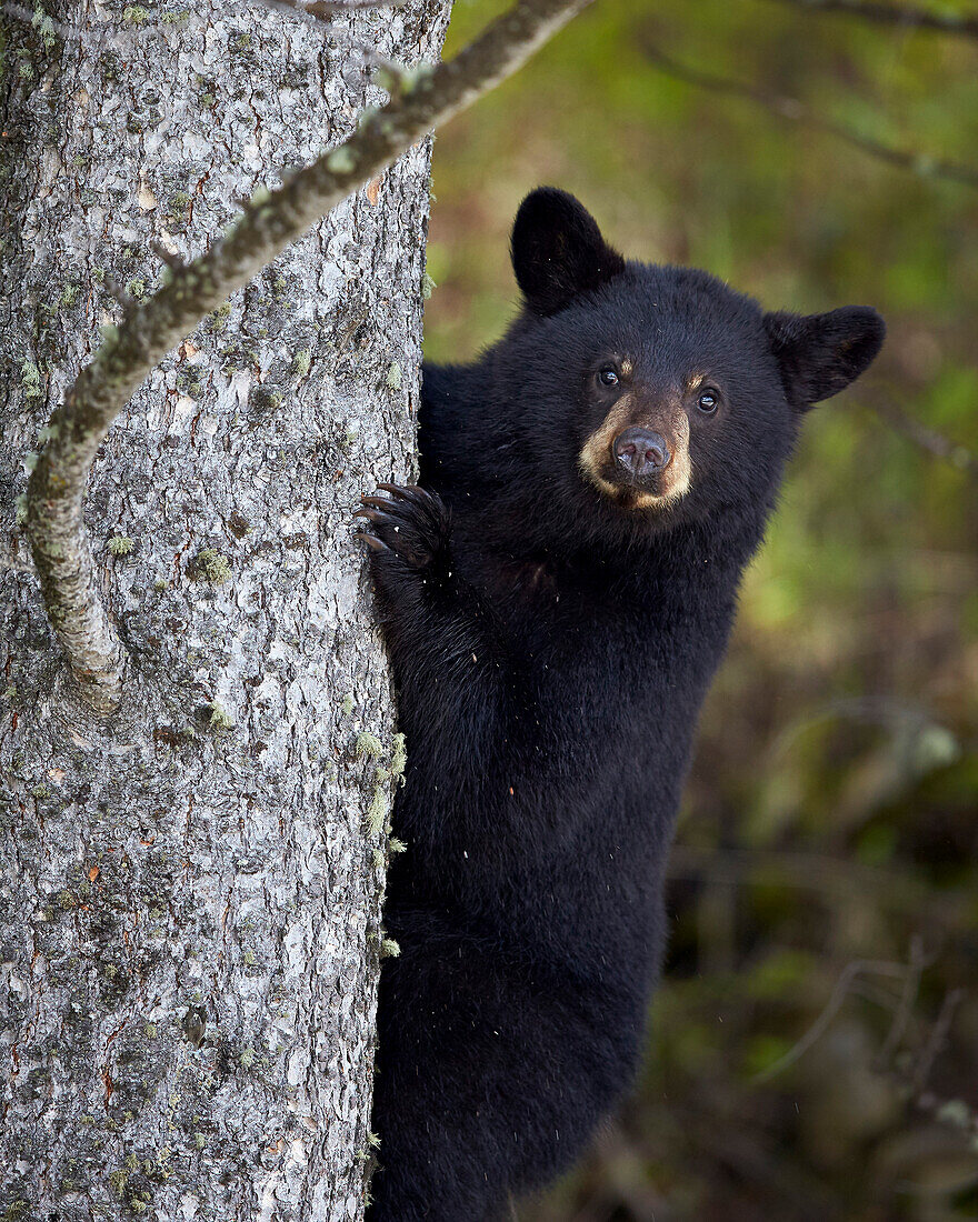 Black bear Ursus americanus yearling cub climbing a tree, Yellowstone National Park, Wyoming, United States of America, North America