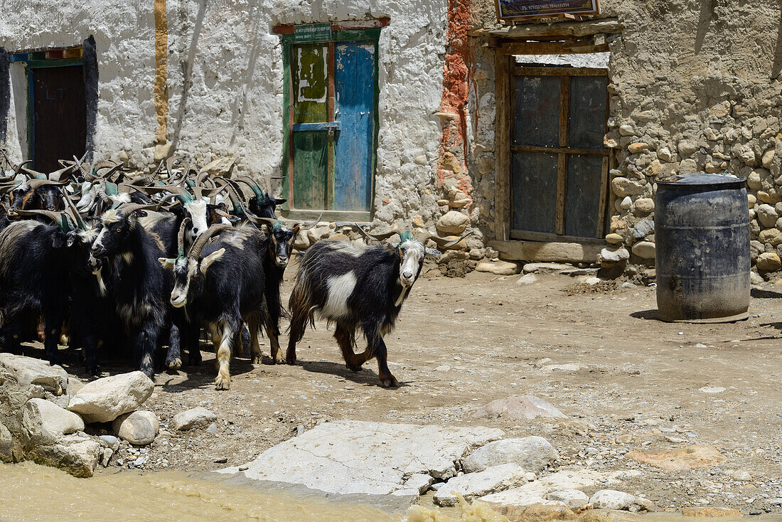 Ziegen in Lo Manthang (3840 m), ehemalige Hauptstadt des Koenigreichs Mustang und Wohnsitz des Koenigs Raja Jigme Dorje Palbar Bista.  am Kali Gandaki Tal, dem tiefsten Tal der Welt, fruchtbare Felder gibt es in der Hochwueste nur durch ein ausgekluegelte