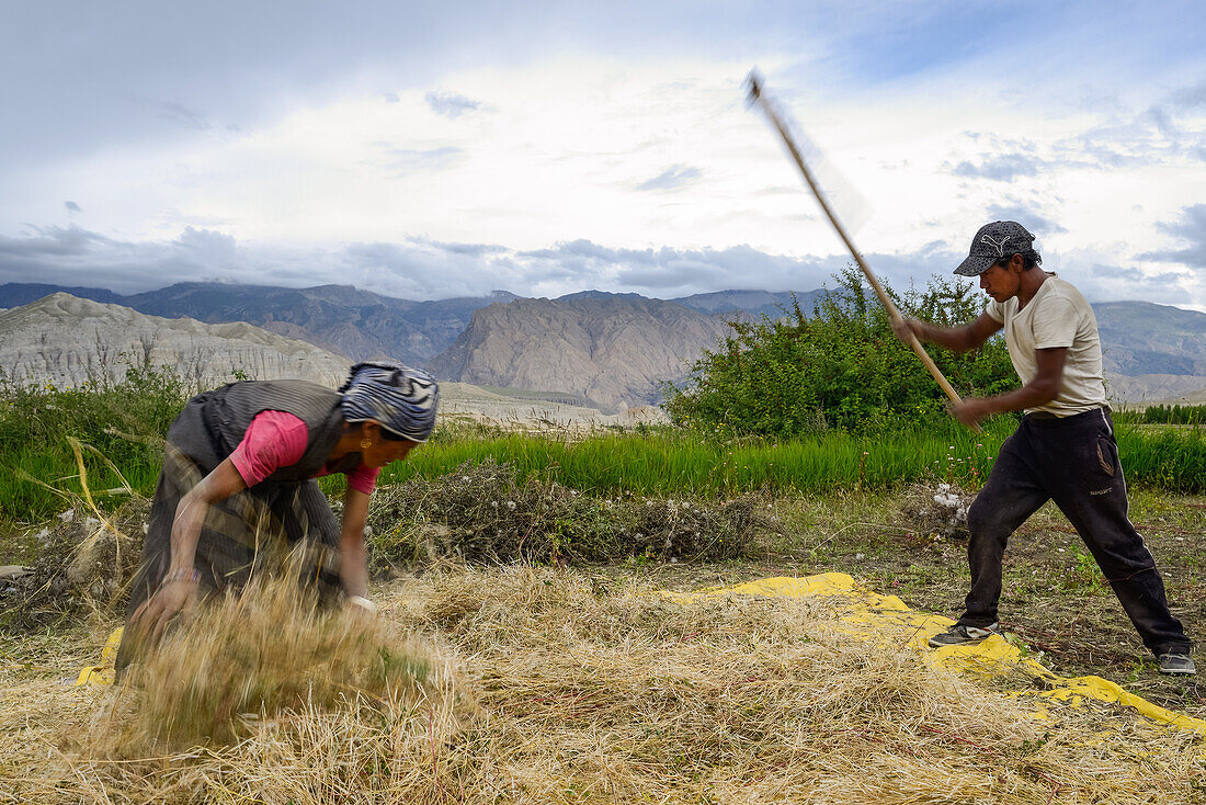 Tibetan woman and man separating the wheat from the chaff with a flail, Tsarang, Charang, tibetian village with a buddhist Gompa at the Kali Gandaki valley, the deepest valley in the world, fertile fields are only possible in the high desert due to a elab