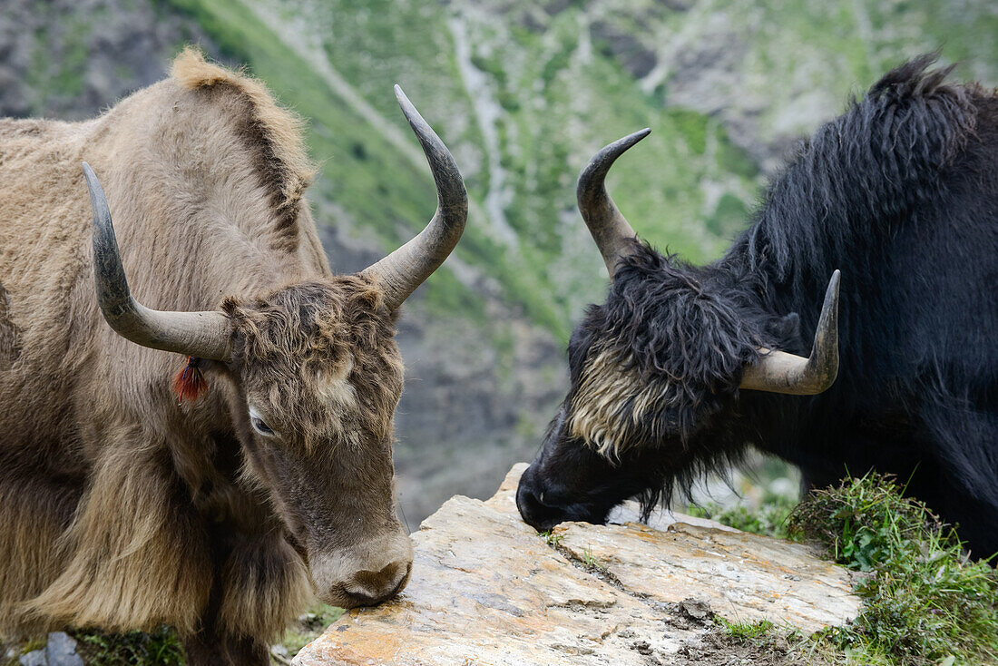 Yaks, Jaks, Bos Mutus, Nepal, Himalaya, Asien