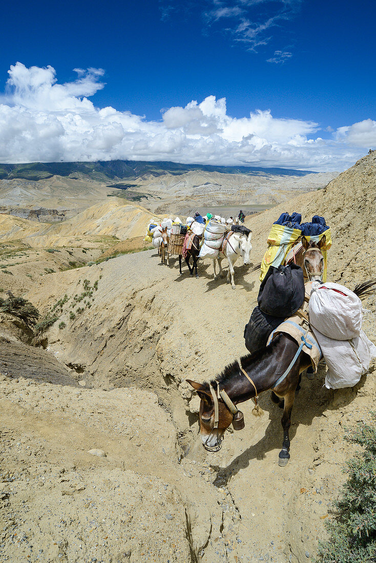 Pack animals, horses, mules in the surreal landscape typical for Mustang in the high desert around the Kali Gandaki valley, the deepest valley in the world, Mustang, Nepal, Himalaya, Asia