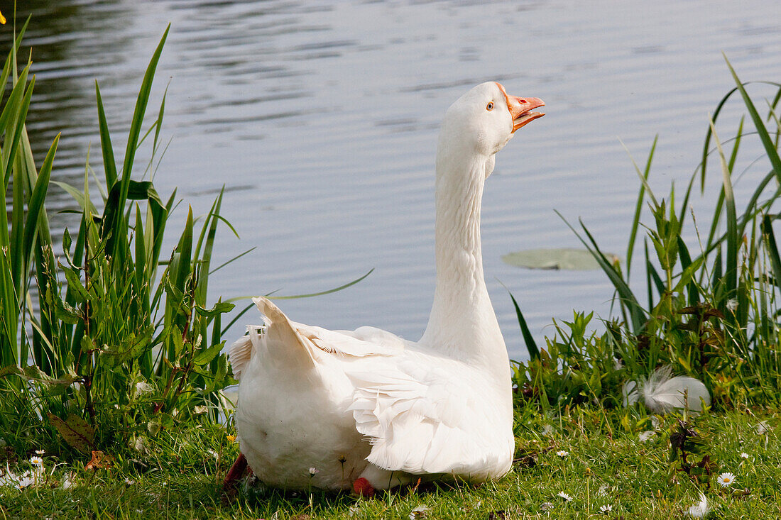 White Goose, Kinderdijk, Netherlands