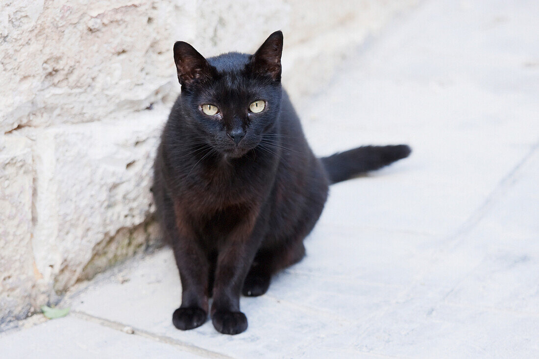 Black Cat, Rabat, Malta