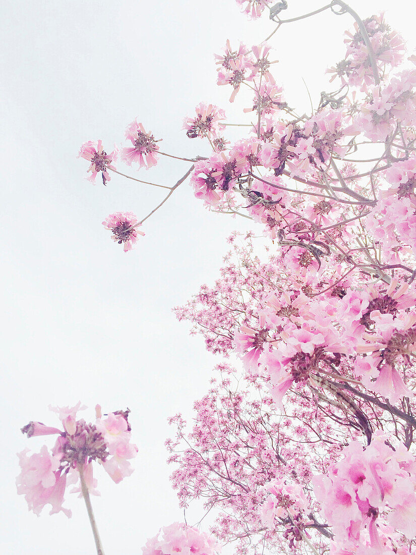 Niedriger Blickwinkel auf blühenden Kirschbaum