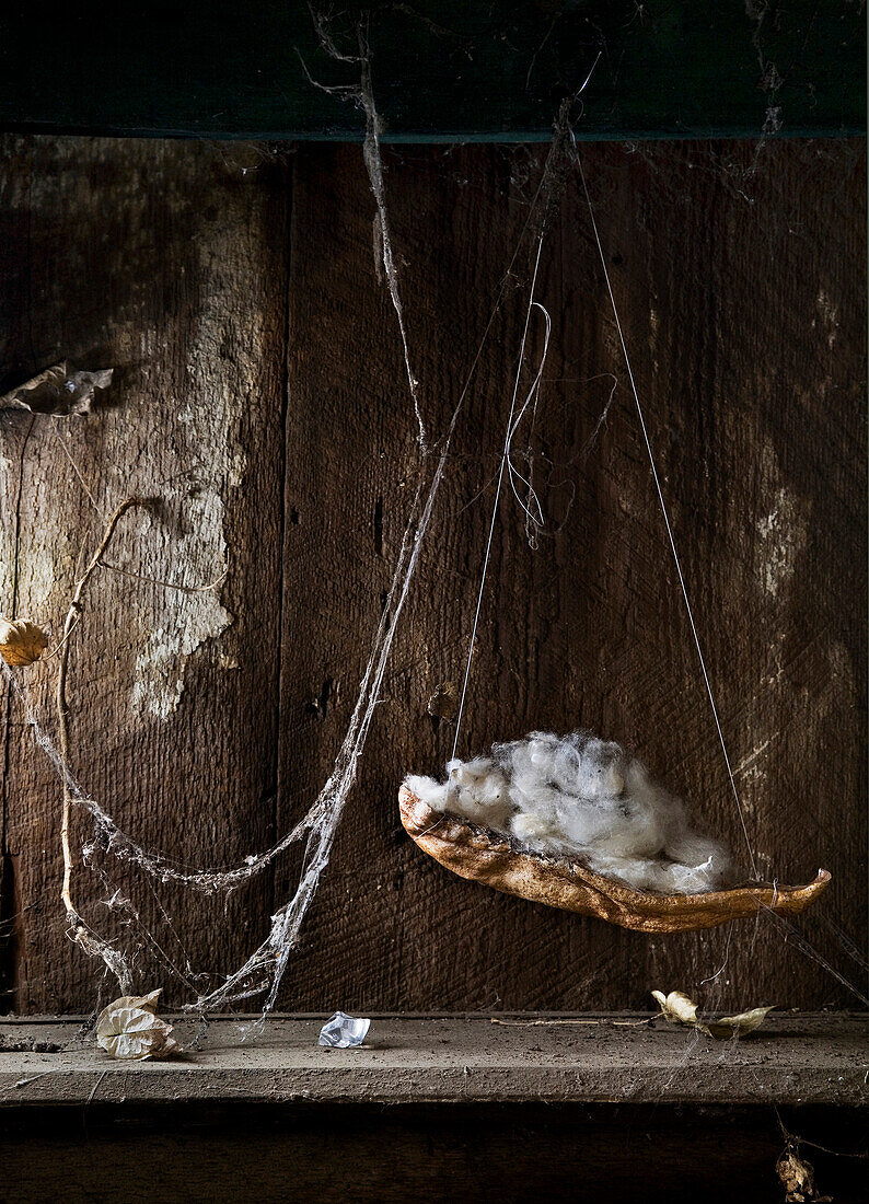 Cotton and drying leaves hanging in cobwebs