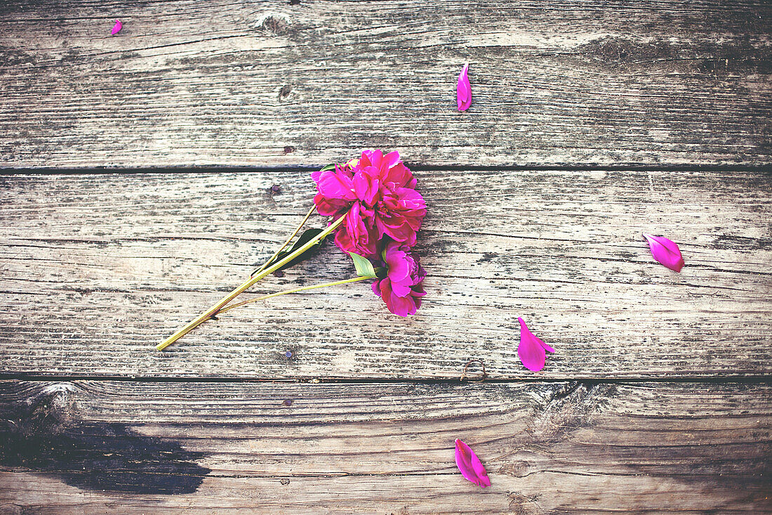 Nahaufnahme einer Blume und verstreuter Blütenblätter auf einem Holzdeck
