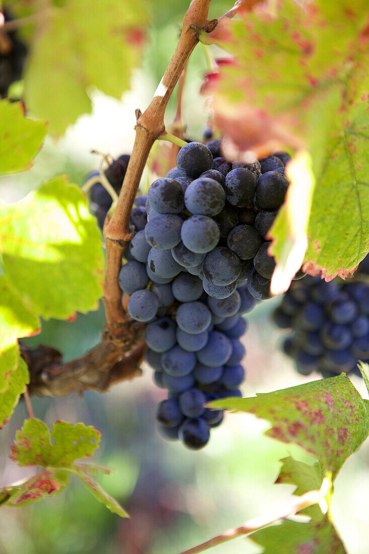 Close up of grapes growing on vine