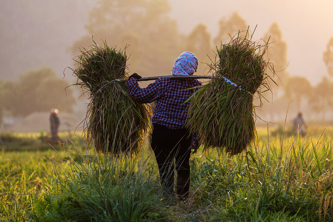 Farmer carrying rice plants in rural field
