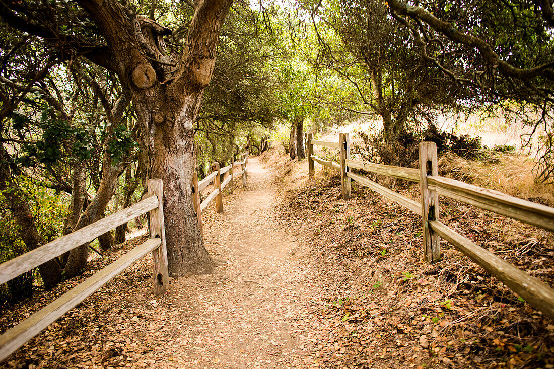 Dirt path through park