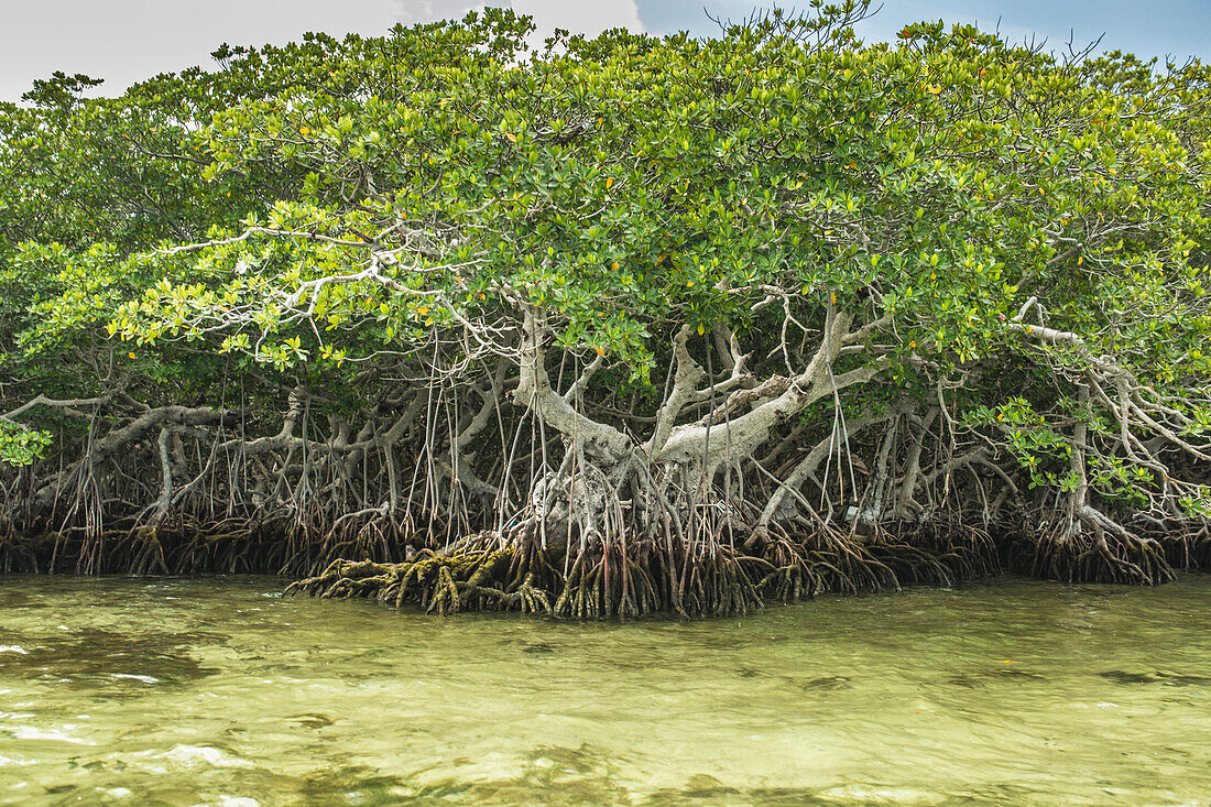 Tree growing in marshy swamp