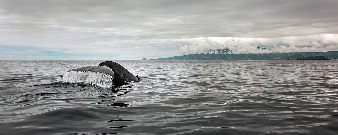 Whale tail splashing in ocean water