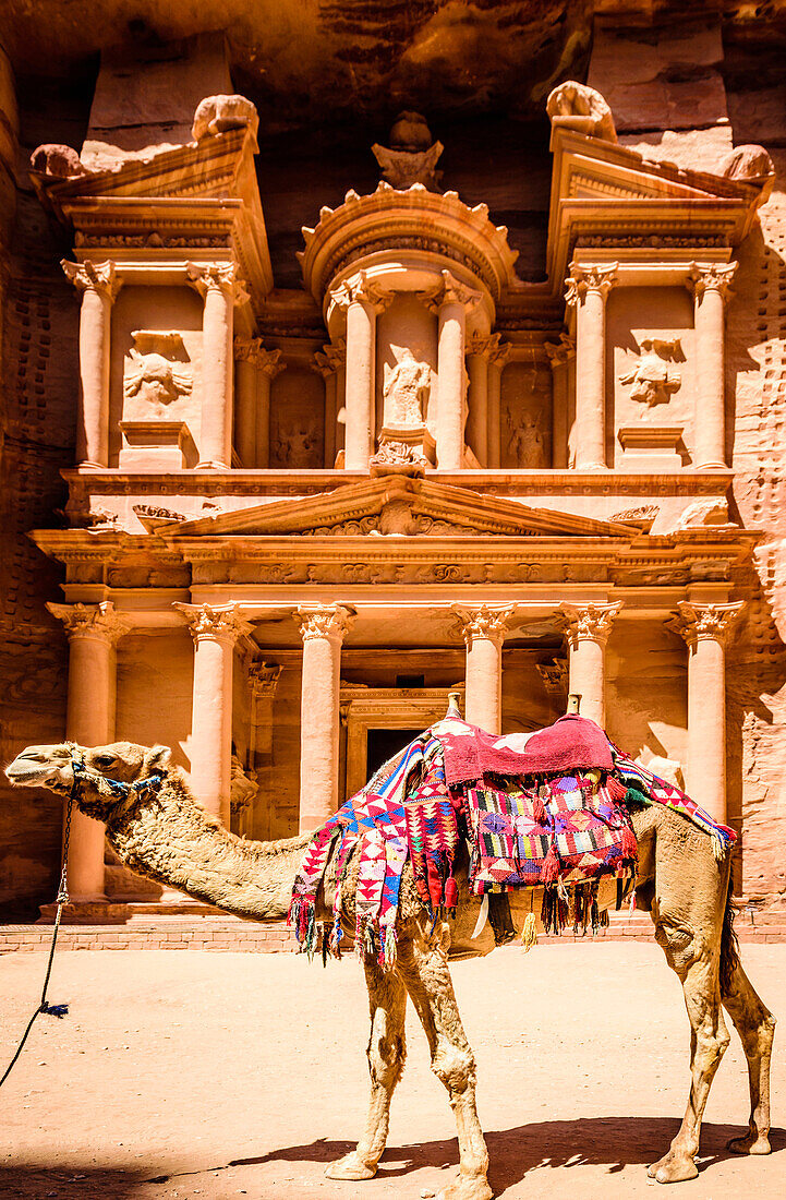 Camel wearing harness by ancient building, Petra, Jordan, jordan