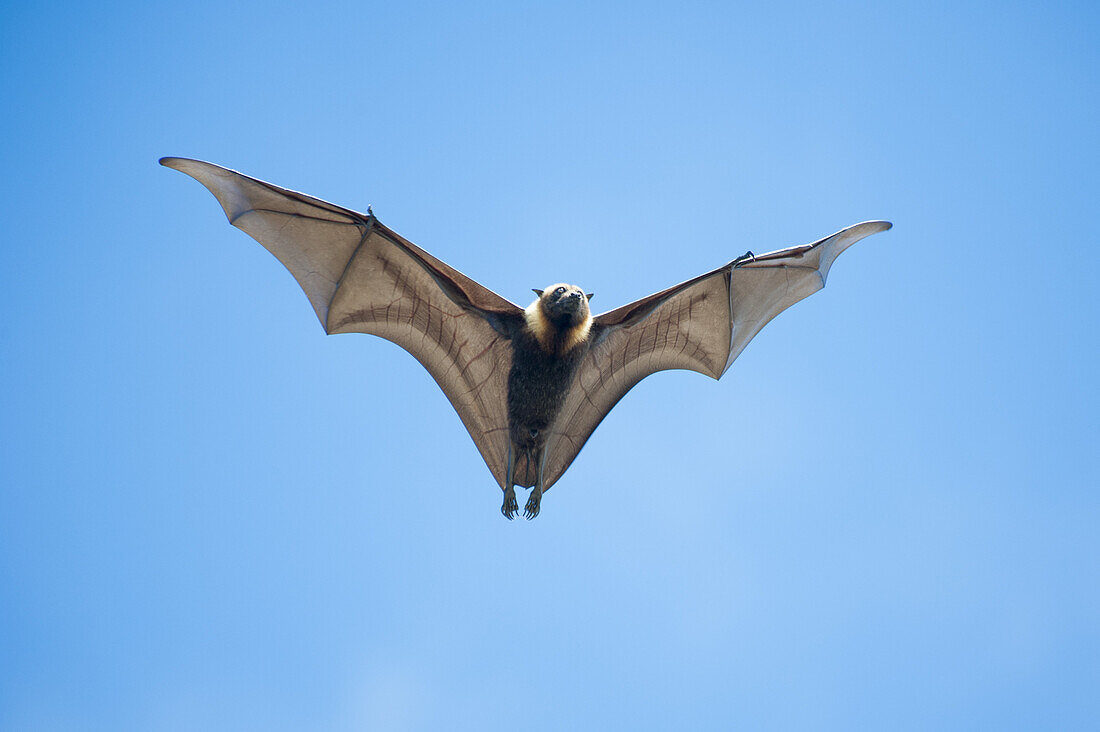 Pacific flying fox Pteropus tonganus in flight, Nuku'alofa, Tongatapu, Tonga, South Pacific