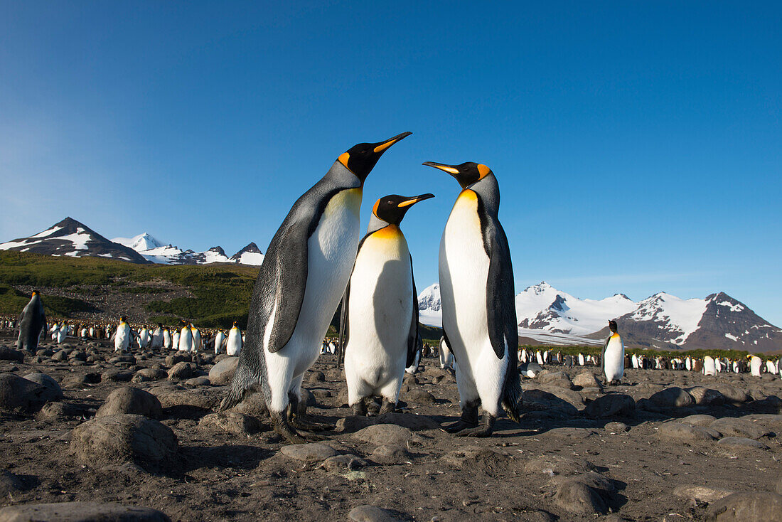 King penguins Aptenodytes patagonicus from South Georgia's largest colony on beach, Salisbury Plain, South Georgia Island, Antarctica