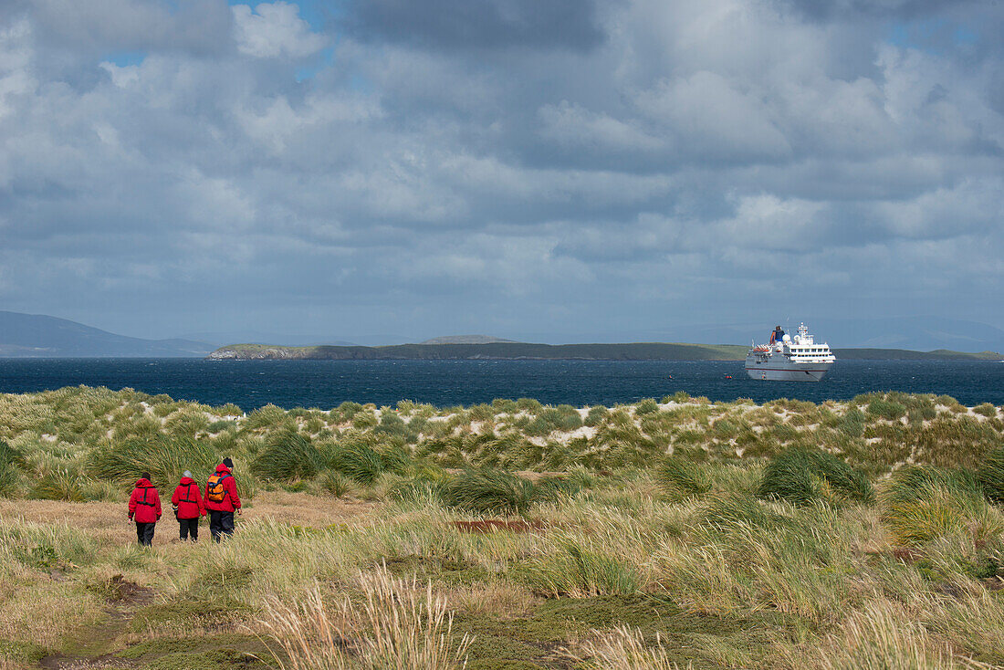 Passagiere von Expeditions-Kreuzfahrtschiff MS Hanseatic Hapag-Lloyd Kreuzfahrten auf dem Rueckweg zur Anlandungsstation nach einer Teestunde auf der ca. 4 km entfernten McGills Farm, Carcass Island, Falklandinseln, Britisches ueberseegebiet, Suedamerika