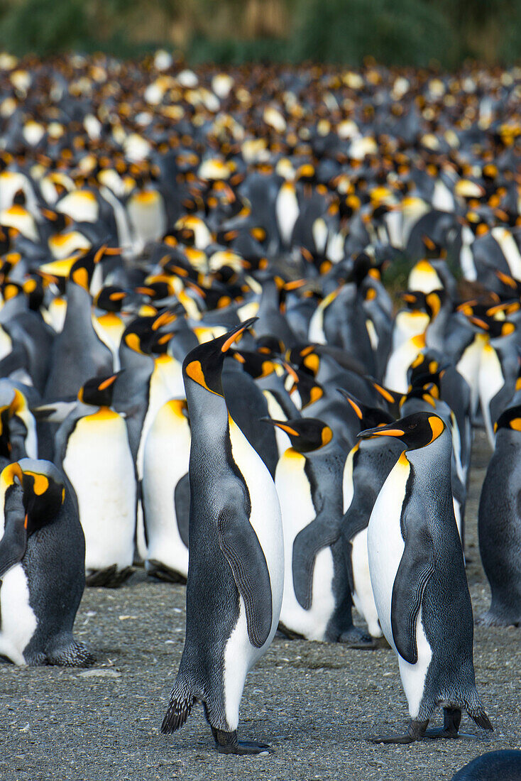 Thousands of king penguins Aptenodytes patagonicus populate South Georgia's largest colony, Gold Harbour, South Georgia Island, Antarctica