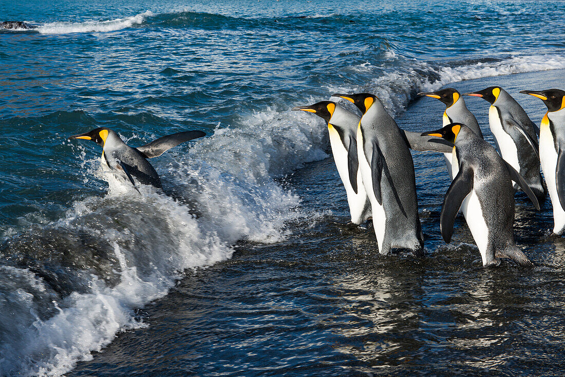 Koenigspinguine Aptenodytes patagonicus springen in die Brandung, Gold Harbour, Suedgeorgien, Antarktis