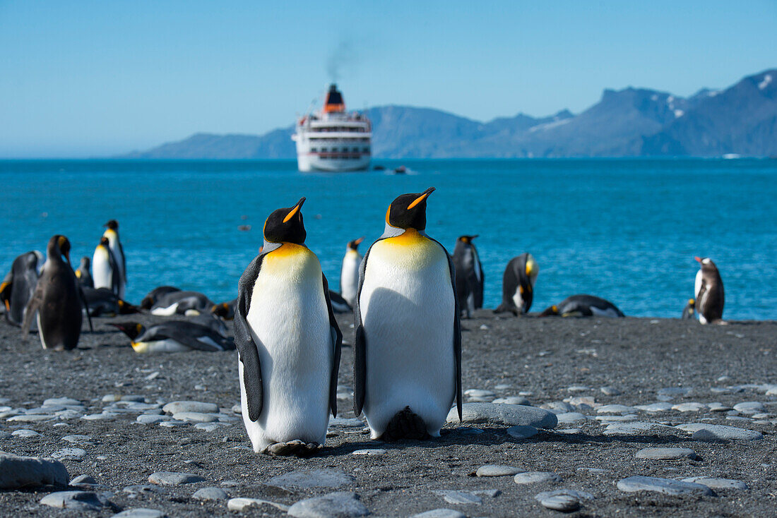 King penguins Aptenodytes patagonicus on beach with expedition cruise ship MS Hanseatic Hapag-Lloyd Cruises in distance, Gold Harbour, South Georgia Island, Antarctica