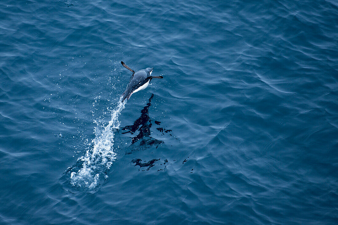 A Chinstrap penguin Pygoscelis antarctica jumps across the sea, near South Orkney Islands, Antarctica