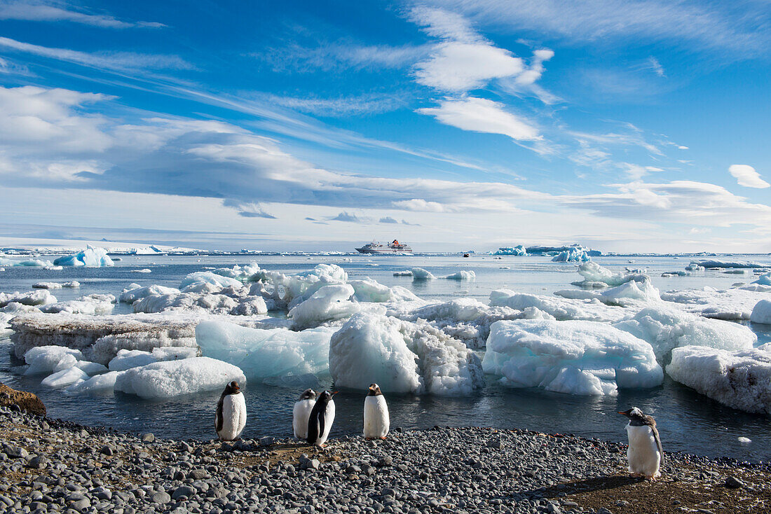 Gentoo penguins Pygoscelis papua and blocks of ice with expedition cruise ship MS Hanseatic Hapag-Lloyd Cruises in distance, Brown Bluff, Weddell Sea, Antarctic Peninsula, Antarctica