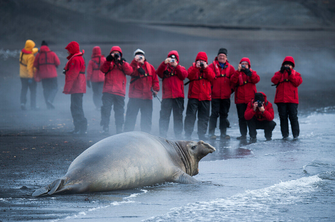 Passengers from expedition cruise ship MS Hanseatic Hapag-Lloyd Cruises photograph Southern elephant seal Mirounga leonina, Port Lockroy, Wiencke Island, Antarctica