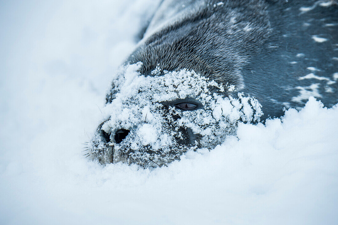 Portraet einer Weddellrobbe Leptonychotes weddellii im Schnee, Stonington Island, Antarktische Halbinsel, Antarktis