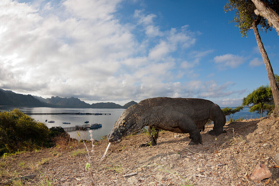 Komodo Dragon, Varanus komodoensis, Komodo National Park, Indonesia