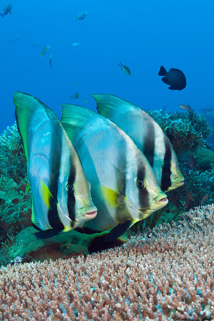 Group of Pinnate Batfish, Platax pinnatus, Komodo National Park, Indonesia