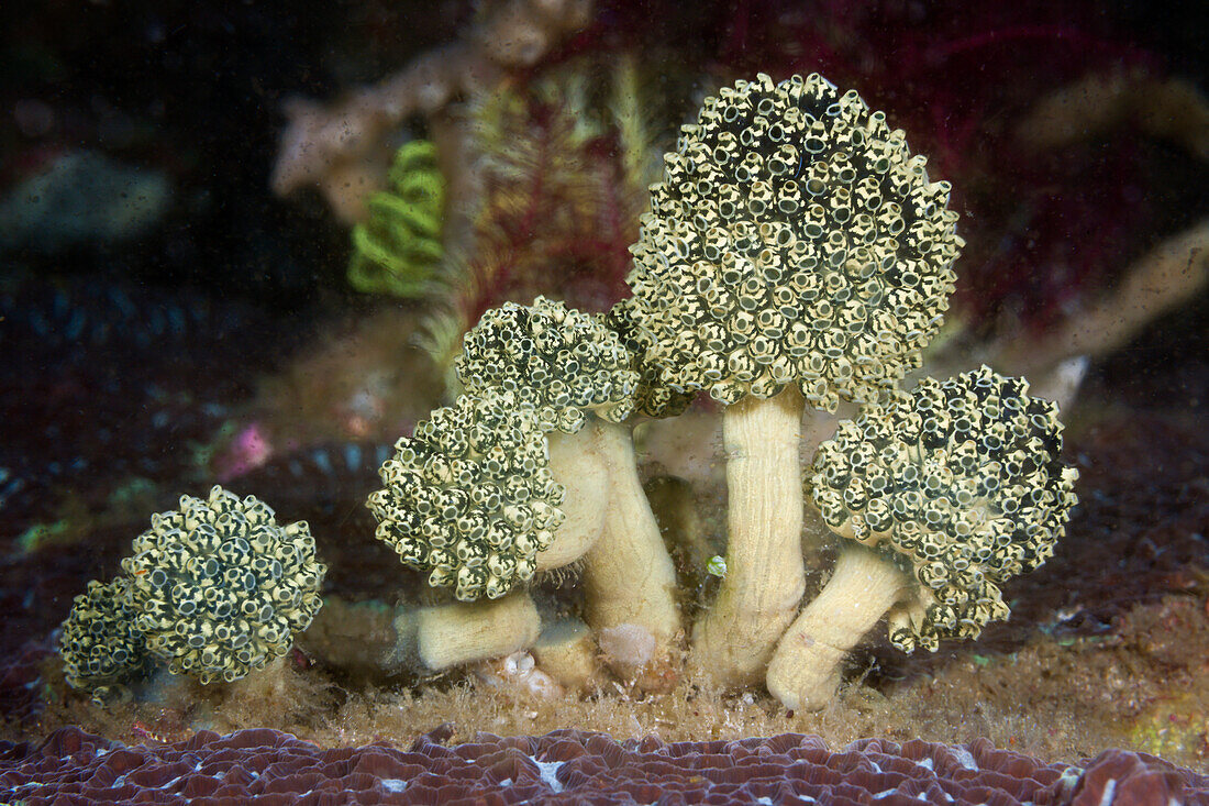 Gruene Seescheiden-Kolonie, Oxycorynia fascicularis, Komodo Nationalpark, Indonesien