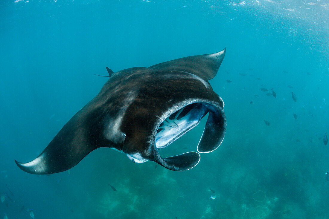 Reef Manta, Manta alfredi, Komodo National Park, Indonesia