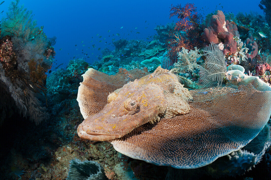 Braunwangen-Plattkopf, Cymbacephalus beauforti, Komodo Nationalpark, Indonesien