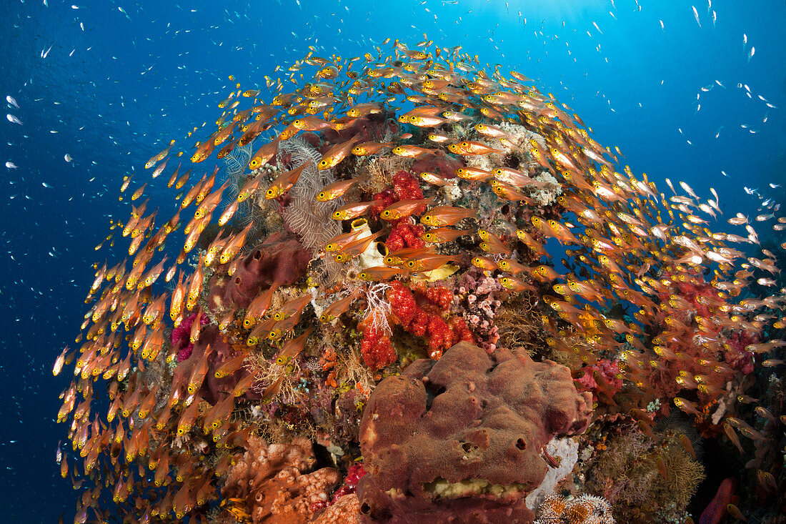 Glasfische in Korallenriff, Parapriacanthus ransonneti, Komodo Nationalpark, Indonesien