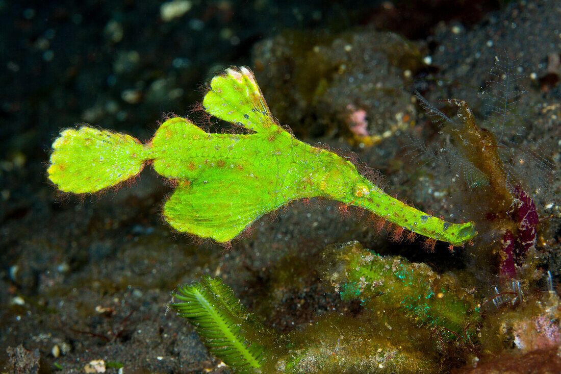 Seegras-Geisterpfeifenfisch, Solenostomus cyanopterus, Bali, Indonesien