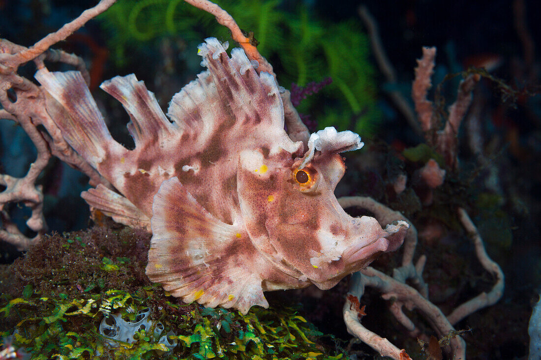 Eschmyers Schluckspecht, Rhinopias eschmeyeri, Bali, Indonesien