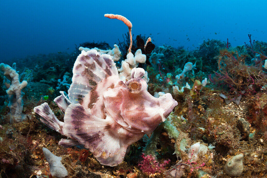 Paddle-flap Scorpionfish, Rhinopias eschmeyeri, Bali, Indonesia