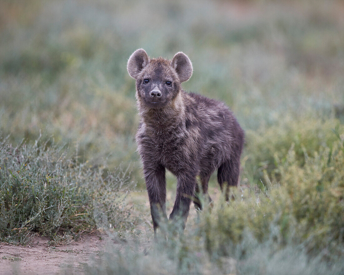 Spotted hyena spotted hyaena Crocuta crocuta juvenile, Serengeti National Park, Tanzania, East Africa, Africa