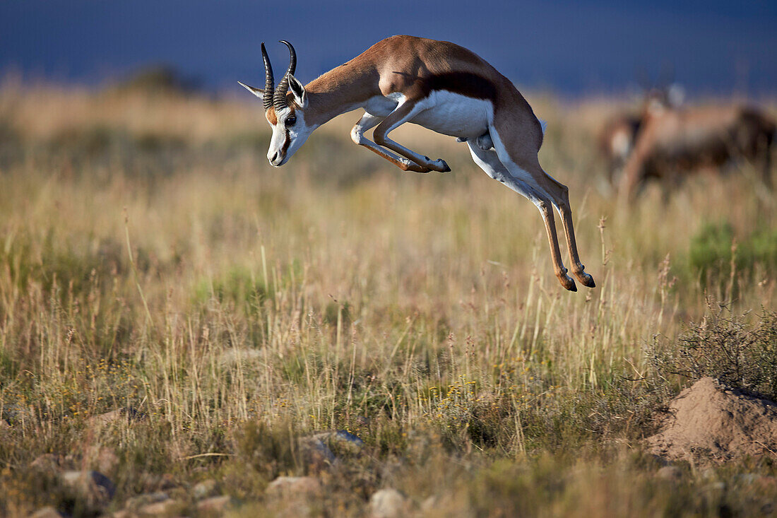 Springbok Antidorcas marsupialis buck springing or jumping, Mountain Zebra National Park, South Africa, Africa