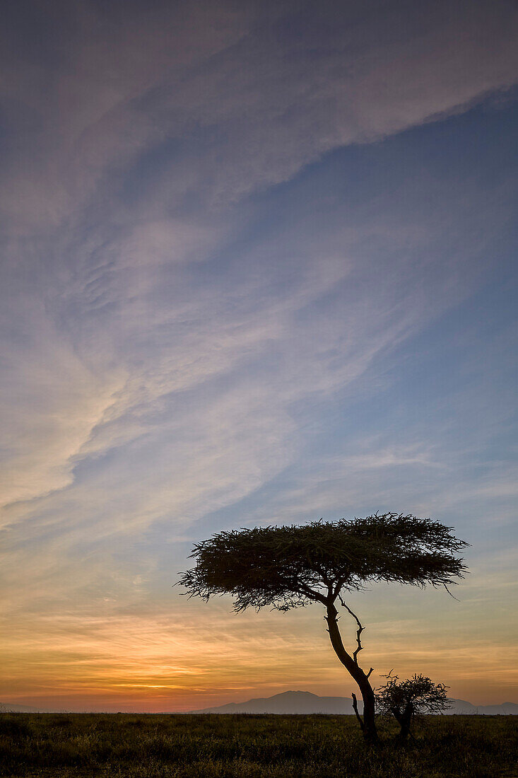 Acacia tree and clouds at sunrise, Ngorongoro Conservation Area, UNESCO World Heritage Site, Serengeti, Tanzania, East Africa, Africa
