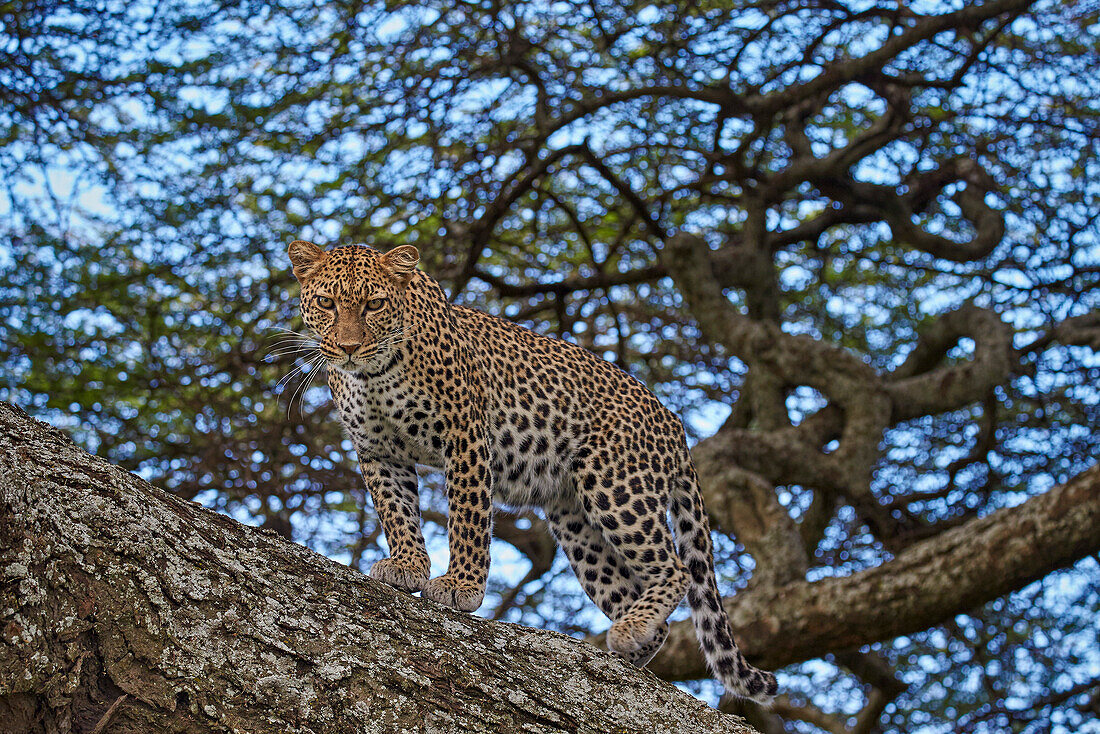 Leopard Panthera pardus in a tree, Ngorongoro Conservation Area, UNESCO World Heritage Site, Serengeti, Tanzania, East Africa, Africa