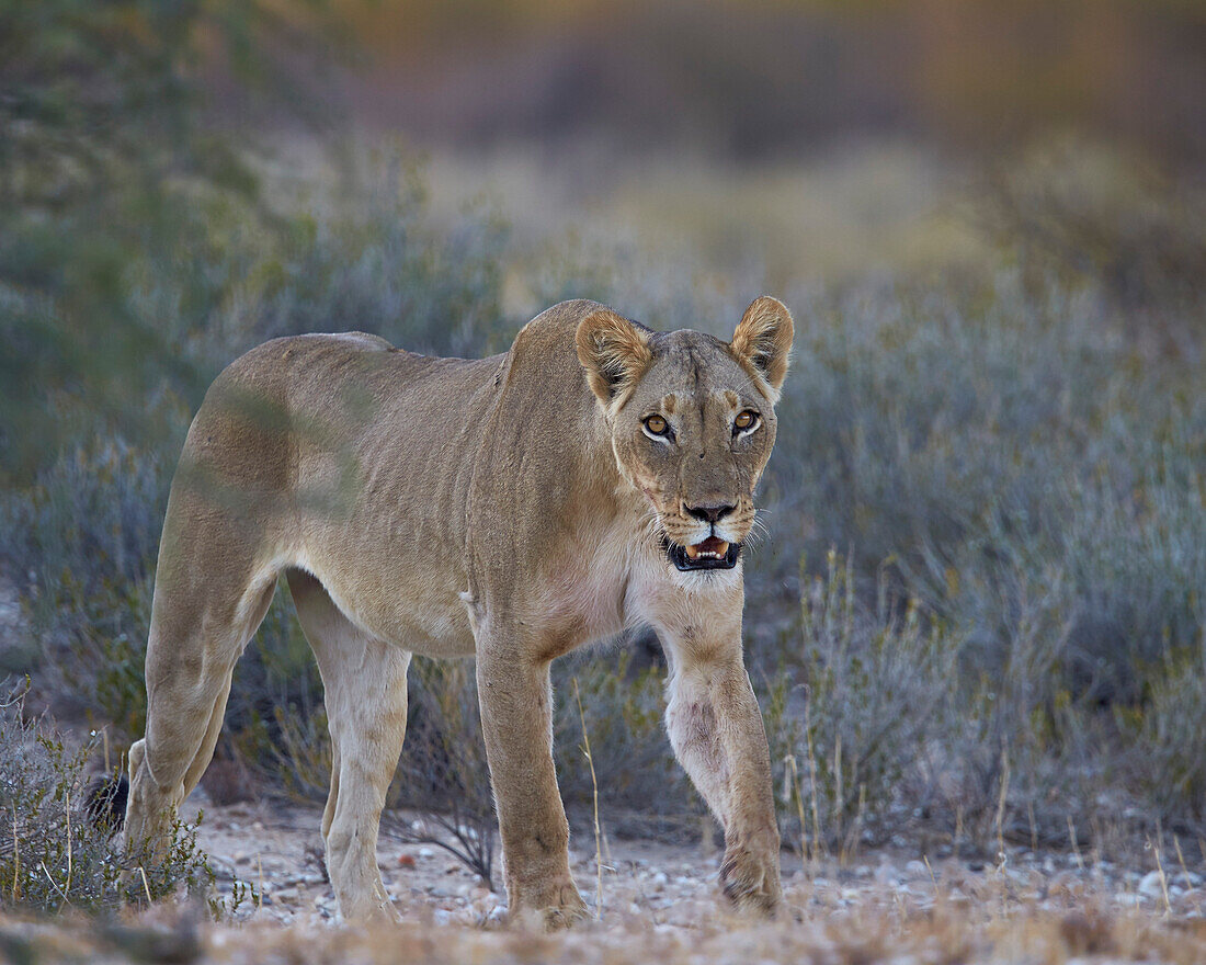 Lioness Panthera leo, Kgalagadi Transfrontier Park encompassing the former Kalahari Gemsbok National Park, South Africa, Africa