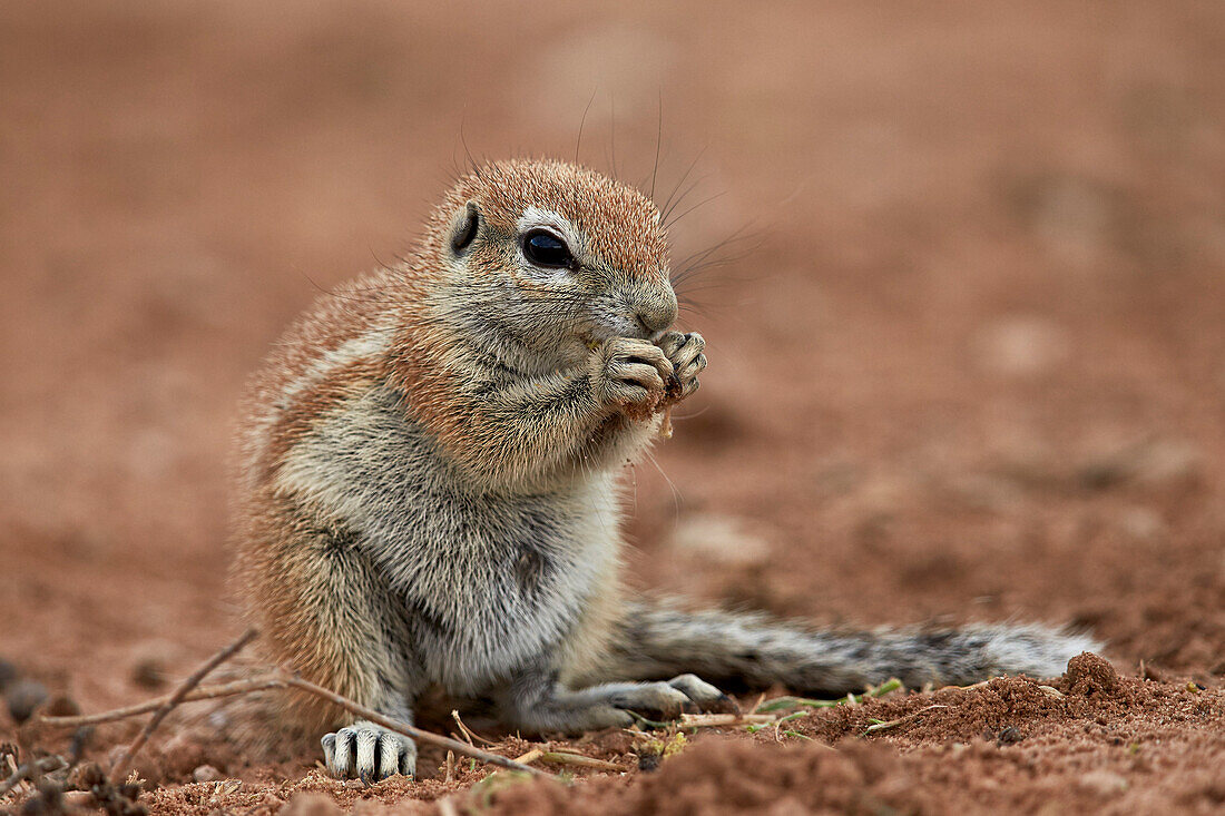 Young Cape ground squirrel Xerus inauris eating, Kgalagadi Transfrontier Park encompassing the former Kalahari Gemsbok National Park, South Africa, Africa