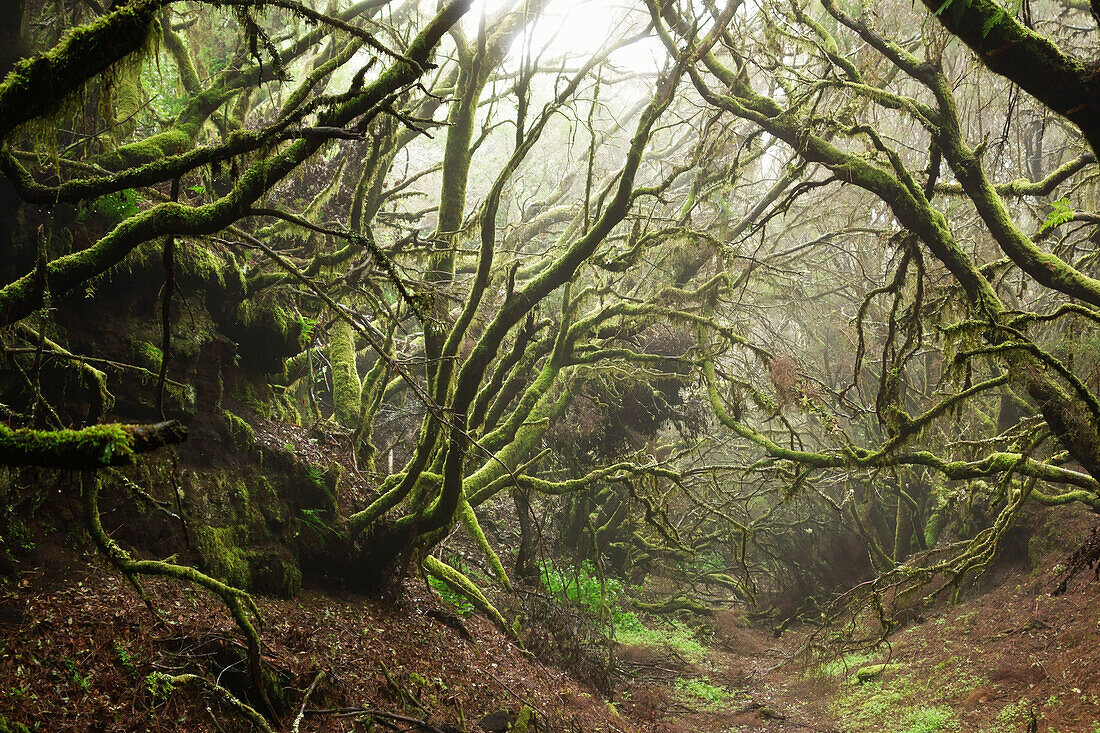 Laurel forest in fog, El Hierro, Canary Islands, Spain, Europe